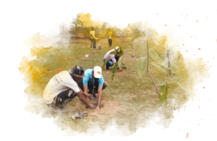 Tree plantation drive